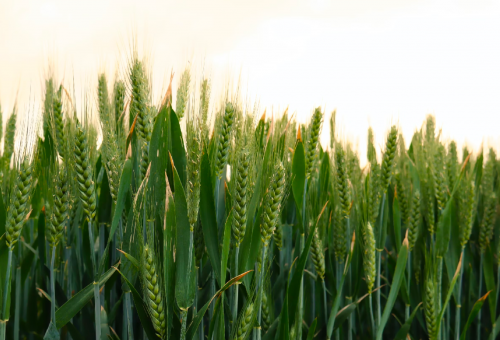 Grain crops in the sun